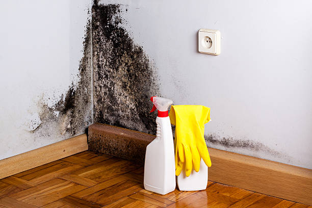 Best Mold Damage Repair  in Arcadia, WI