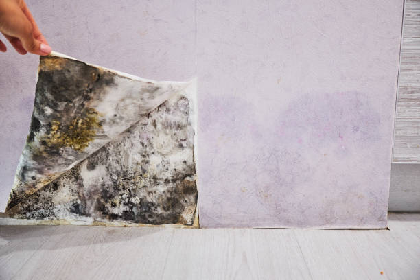 Best Toxic Mold Removal  in Arcadia, WI